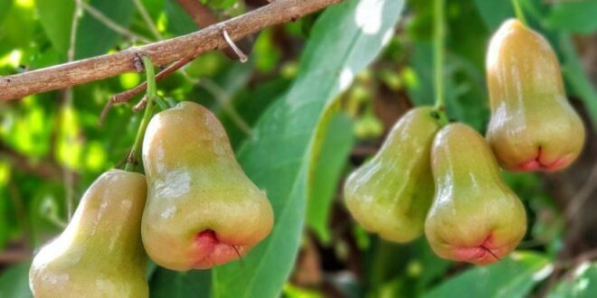 Penyebab Buah Jambu Air Rontok dan Cara Mengatasinya