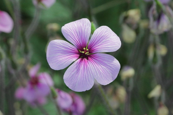 Geranium, jenis bunga yang cocok untuk pot gantung