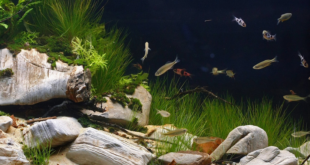 aquarium biotope