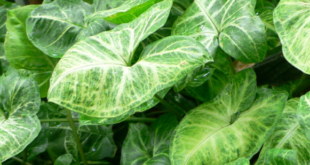 syngonium produk budidaya tanaman hias