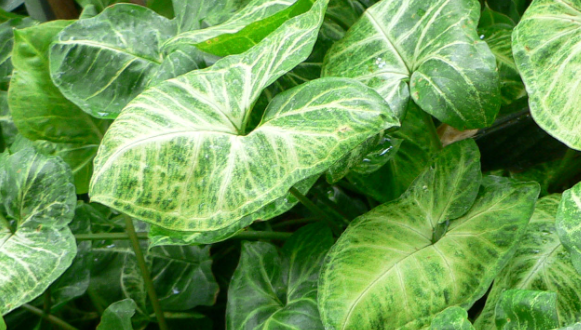 syngonium produk budidaya tanaman hias