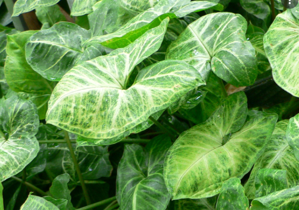 syngonium produk budidaya tanaman hias