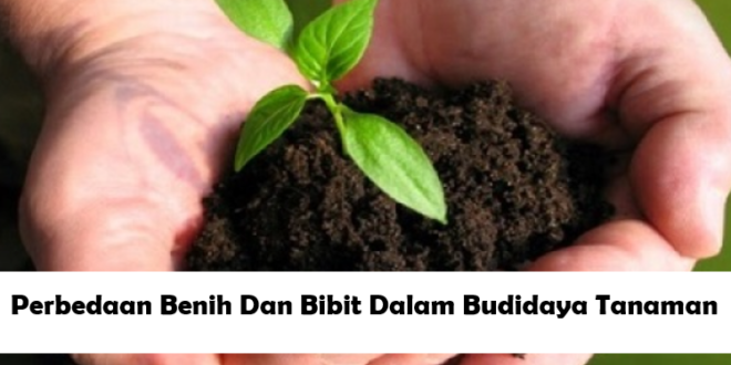 Perbedaan Benih dan Bibit Dalam Budidaya Tanaman