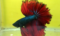 jenis cupang halfmoon rosetail