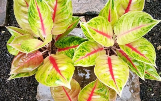 Aglaonema Jamila