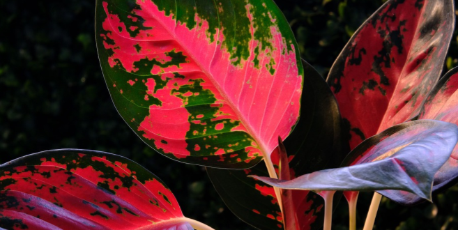 aglaonema mutasi