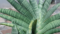 Sansevieria Kipas