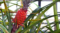nanas merah