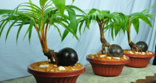 cobon coco bonsai