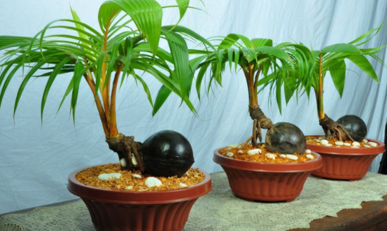 cobon coco bonsai