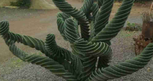 kaktus spiral