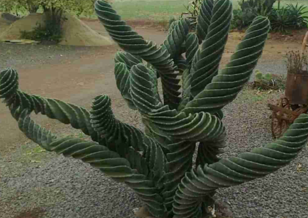 kaktus spiral