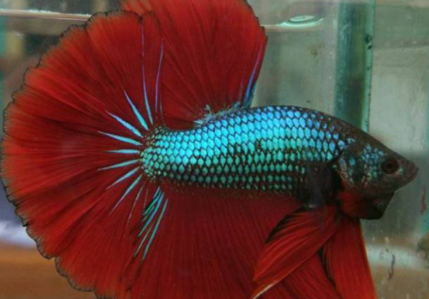 ikan cupang halfmoon king rosetail