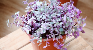 tanaman kribo ungu