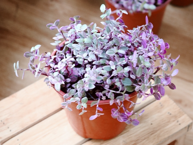 tanaman kribo ungu