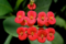 bunga euphorbia