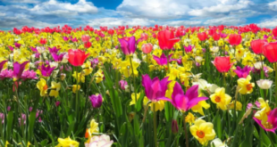 sejarah bunga tulip