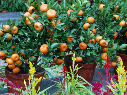 cara menanam jeruk manis dalam pot
