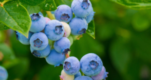 cara menanam blueberry