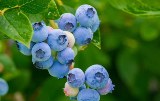 cara menanam blueberry