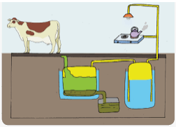 apa yang dimaksud biogas kotoran sapi