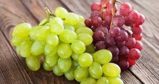 fakta buah anggur