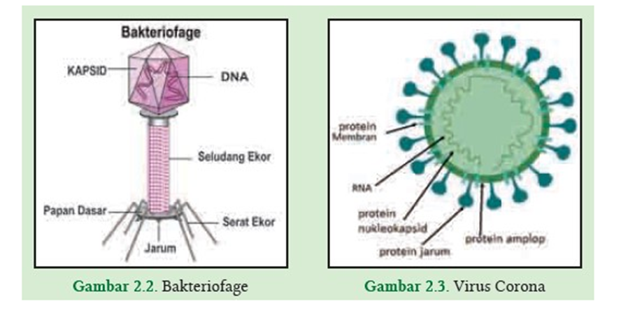 Kunci Aktivitas 2.1 halaman 35 Mengamati Bakteriofage dan Virus Corona IPA SMA/SMK Kelas 10