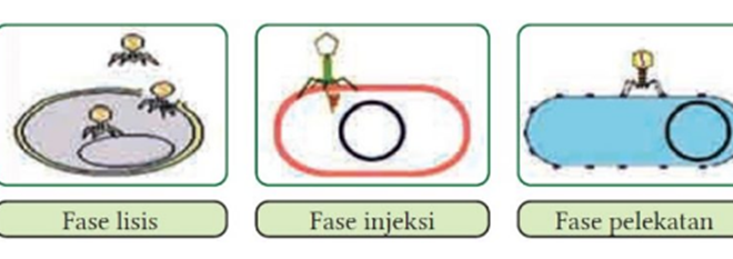 Jawaban IPA Kelas 10 Halaman 51 sampai 53 Ayo Cek Pemahaman Virus