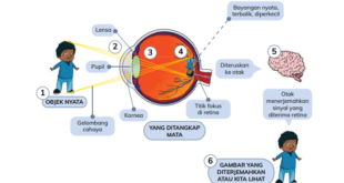 Bagaimana Kita Melihat