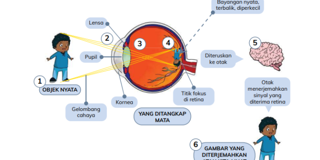 Bagaimana Kita Melihat