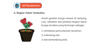 Bagian Tubuh Tumbuhan