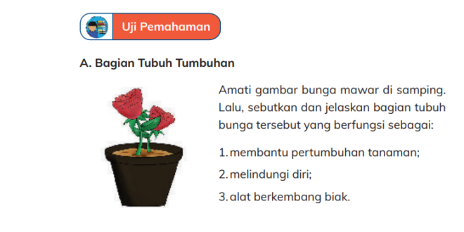 Bagian Tubuh Tumbuhan