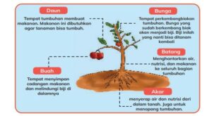 Bagian Tubuh Tumbuhan dan Fungsinya