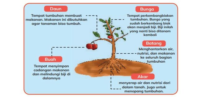 Bagian Tubuh Tumbuhan dan Fungsinya