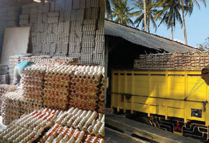 Kegiatan Logistik Telur Ayam